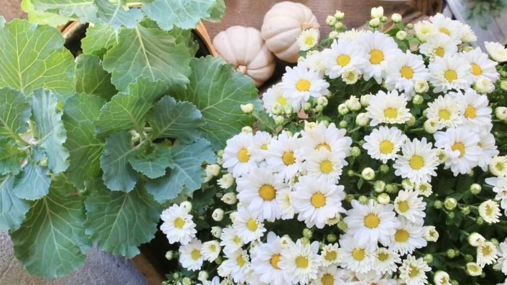 Mums and cabbage for fall decor Mums and cabbage for fall decor