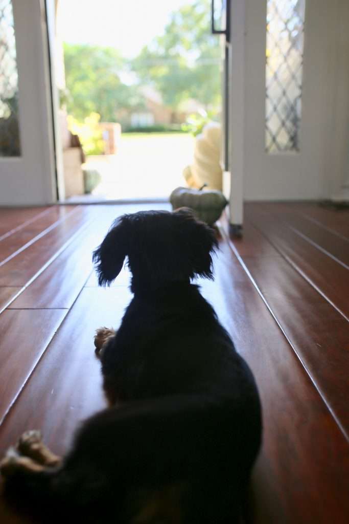 Dog looking out front porch for fall dog and pumpkins