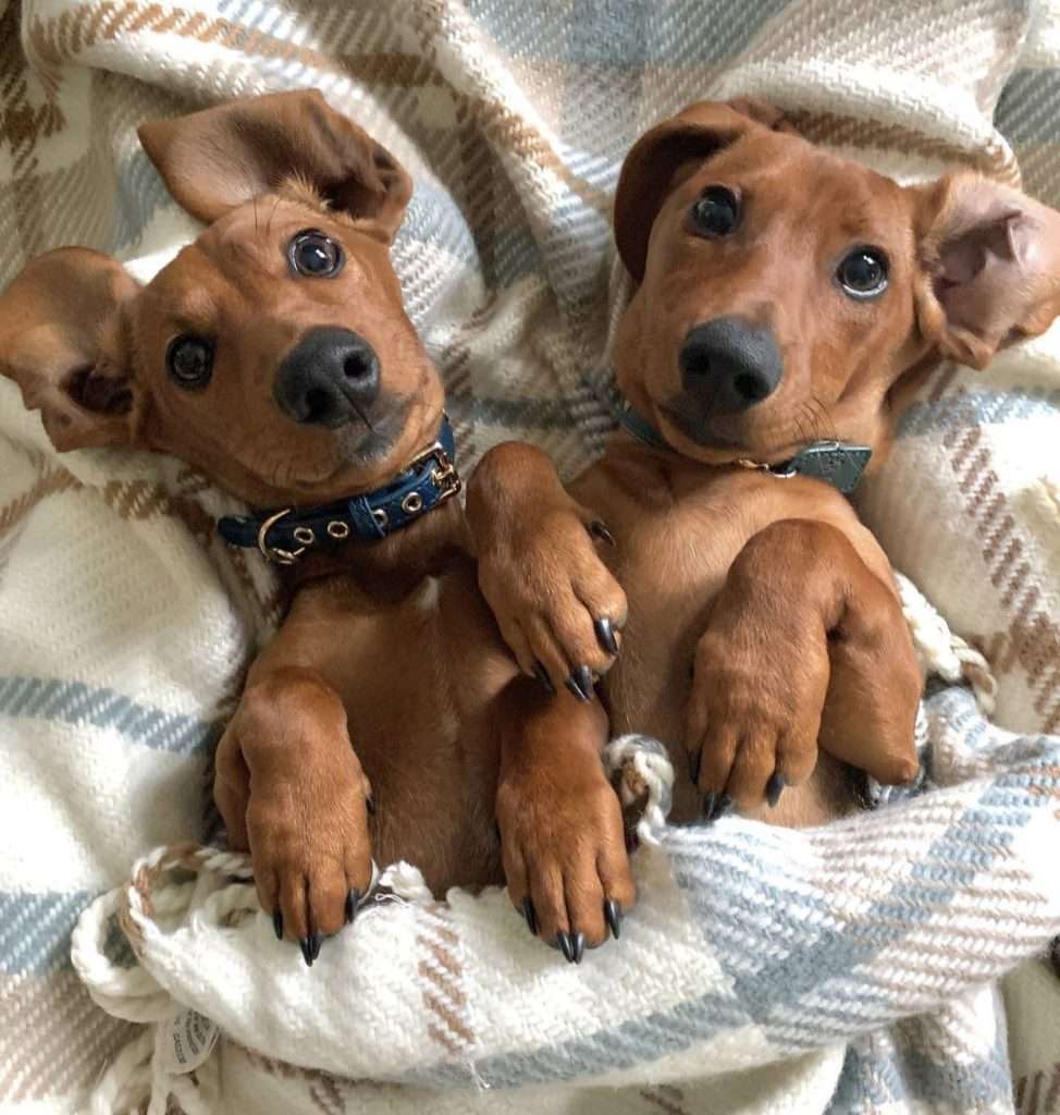 my pets, Scooby and Scout, two weenie dogs